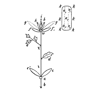 Goethean Science Diagram 1